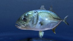 Bigeye Trevally - Nagaeba - Caranx fasciatus marine, fish, photorealistic, unreal, ocean, detailed, aquatic, realistic, wildlife, unity, asset, game, 3d, blender, texture, pbr, model, animal, sea
