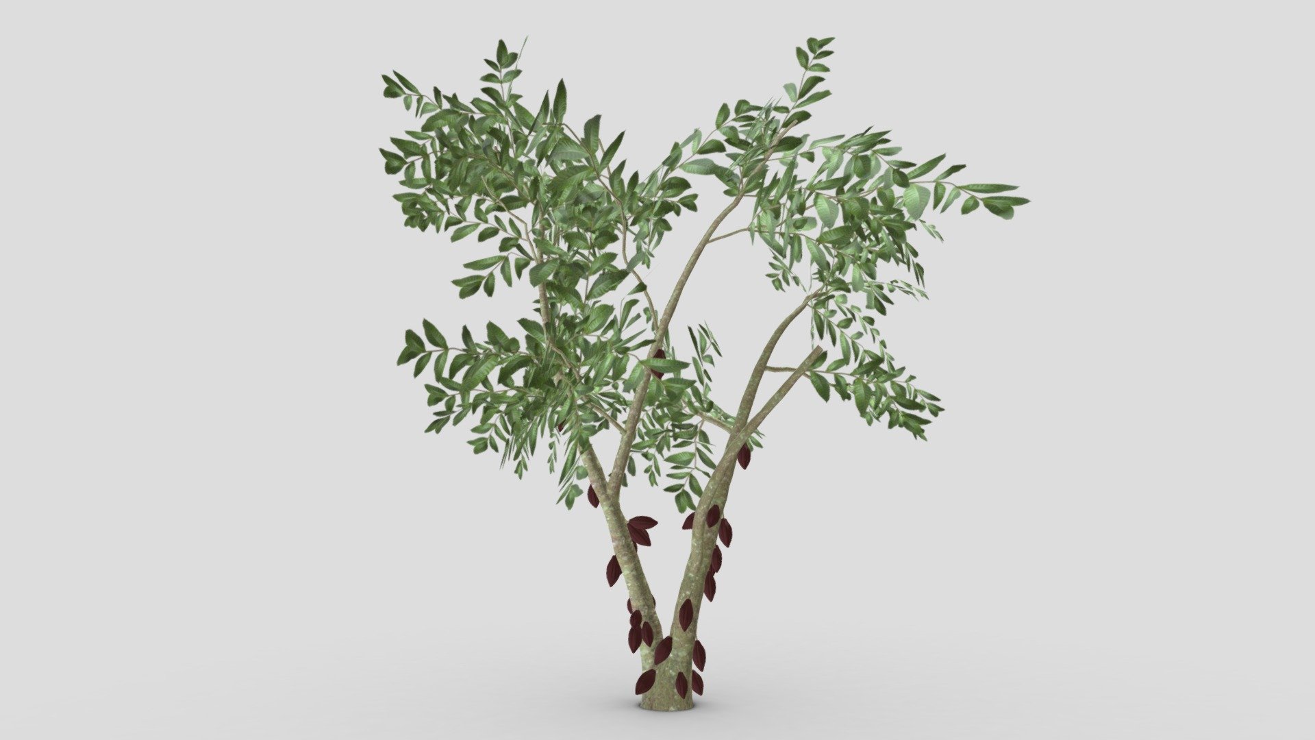 This is a 3D low poly model of a Cacao tree that you can use in your projects.

Info:

Theobroma cacao is a small evergreen tree in the family Malvaceae. Its seeds, cocoa beans, are used to make chocolate liquor, cocoa solids, cocoa butter, and chocolate. Native to the tropics of the Americas, the largest producer of cocoa beans in 2018 was Ivory Coast, at 2.2 million tons.