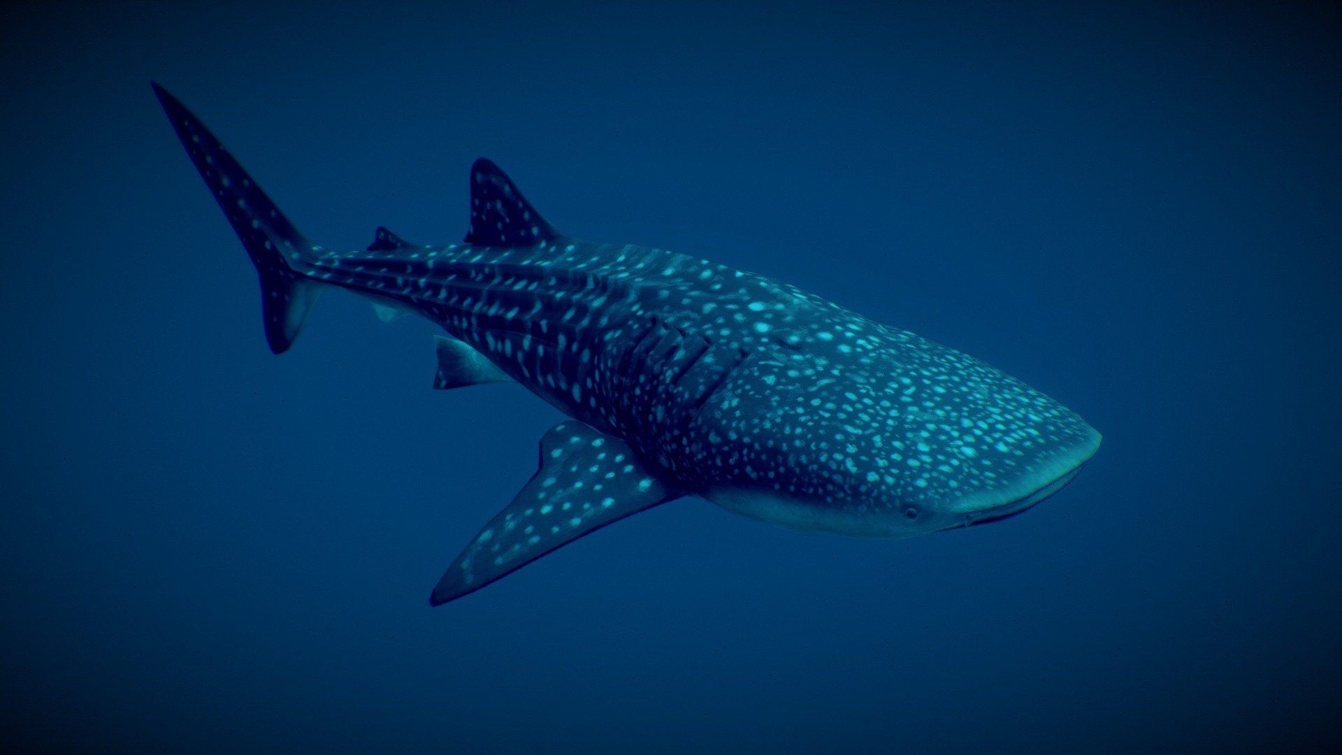 The Whale Shark (Rhincodon typus) is a remarkable marine creature often referred to as the gentle giant of the sea. It holds the title of being the largest fish species in the world, with individuals reaching an astonishing length of up to 12 meters. Found in warm tropical waters across the globe, these magnificent creatures have captivated the hearts of both scientists and nature enthusiasts alike.
