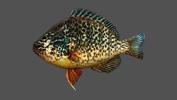 Redear Sunfish fish, fishing, river, underwater, animals, lake, ocean, aquarium, aquatic, sealife, sunfish, oceanlife, lakelife, riverlife, redearfish, redear-sunfish, lowpoly, animal, animated, sea, boat