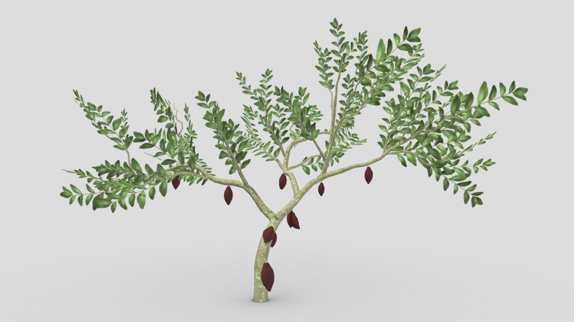 This is a 3D low poly model of a Cacao tree that you can use in your projects.

Info:

Theobroma cacao is a small evergreen tree in the family Malvaceae. Its seeds, cocoa beans, are used to make chocolate liquor, cocoa solids, cocoa butter, and chocolate. Native to the tropics of the Americas, the largest producer of cocoa beans in 2018 was Ivory Coast, at 2.2 million tons.