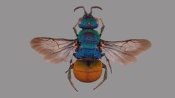 Hedychrum nobile metashape, agisoft