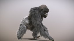 Mountain Gorilla ♂ monkey, africa, ape, mountain, eastern, rwanda, gorilla, monkeys, apes, silverback, kingkong, congo, gorillas, gorillini, haplorhini, simiiformes, chimpanzees, bonobos, virunga
