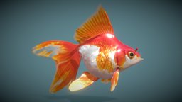 Goldfish_Variety2 fish, fishing, ocean, aquarium, aquatic, water, game-ready, swim, game-asset, fishtank, aquarium-fish, oceanlife, gameasset, animal, decoration, blue, gameready, pacific-ocean, atlantic-ocean, aquaticgame