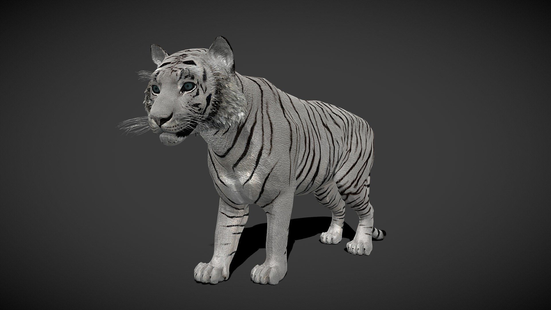 This white tiger animated rigged model is perfect for any 3D animation project. Created using Blender, this model features a realistic tiger with a detailed fur texture and a fully rigged skeleton. The model is ready to be used in any 3D animation software and can be easily manipulated to create unique movements and poses. With its realistic look and feel, this white tiger model will bring life to any 3D animation project.

this is the original: https://sketchfab.com/3d-models/tiger-51ed5186afb04487ae6adb51f8ffd09b
