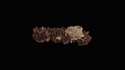 Caddicefly_Phryganopsychidae insect, micro, new, macro, nature, insects, larvae, macrophotogrammetry, caddisfly, diversity, architecture, photogrammetry, art, scan, micro_photogrammetry