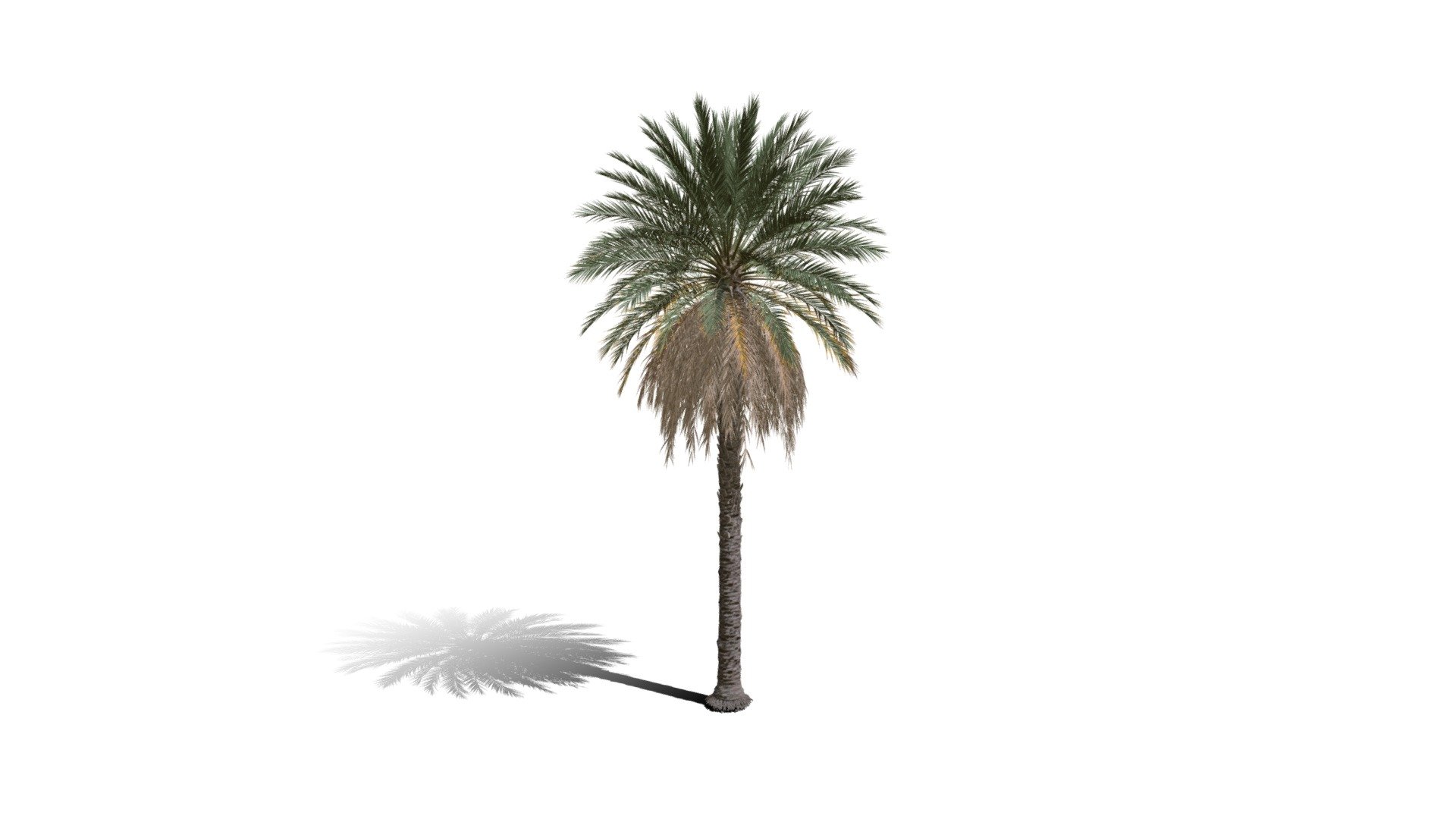 Model specs:





Species Latin name: Phoenix dactylifera




Species Common name: Date palm




Preset name: Standard no fruit mat 75




Maturity stage: Mature




Health stage: Thriving




Season stage: Spring




Leaves count: 12719




Height: 13.4 meters




LODs included: Yes




Mesh type: static




Vertex colors: (R) Material blending, (A) Ambient occlusion



Better used for Hi Poly workflows!

Species description:





Origin: Africa,Middle East




Biomes: Desert,Savana,Agricultural




Climatic Zones: Mediterranean,Subtropical,Tropical




Plant type: Palm



This PlantCatalog mesh was exported at 40% of its maximum mesh resolution. With the full PlantCatalog, customize hundreds of procedural models + apply wind animations + convert to native shaders and a lot more: https://info.e-onsoftware.com/plantcatalog/