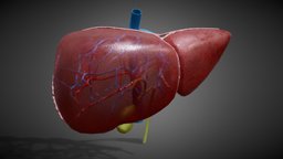 3D Human Liver Anatomy organ, anatomy, biology, system, vray, liver, parts, obj, bio, fbx, right, anatomical, v-ray, left, internal, gall, gallbladder, digestive, veins, function, arteries, scanline, lobes, ligament, hepatic, lobe, cirrhosis, caudate, hepatitis, gastric, maya, 3d, pbr, model, 3ds, medical, human, c4d, , transplant, hepar, noai