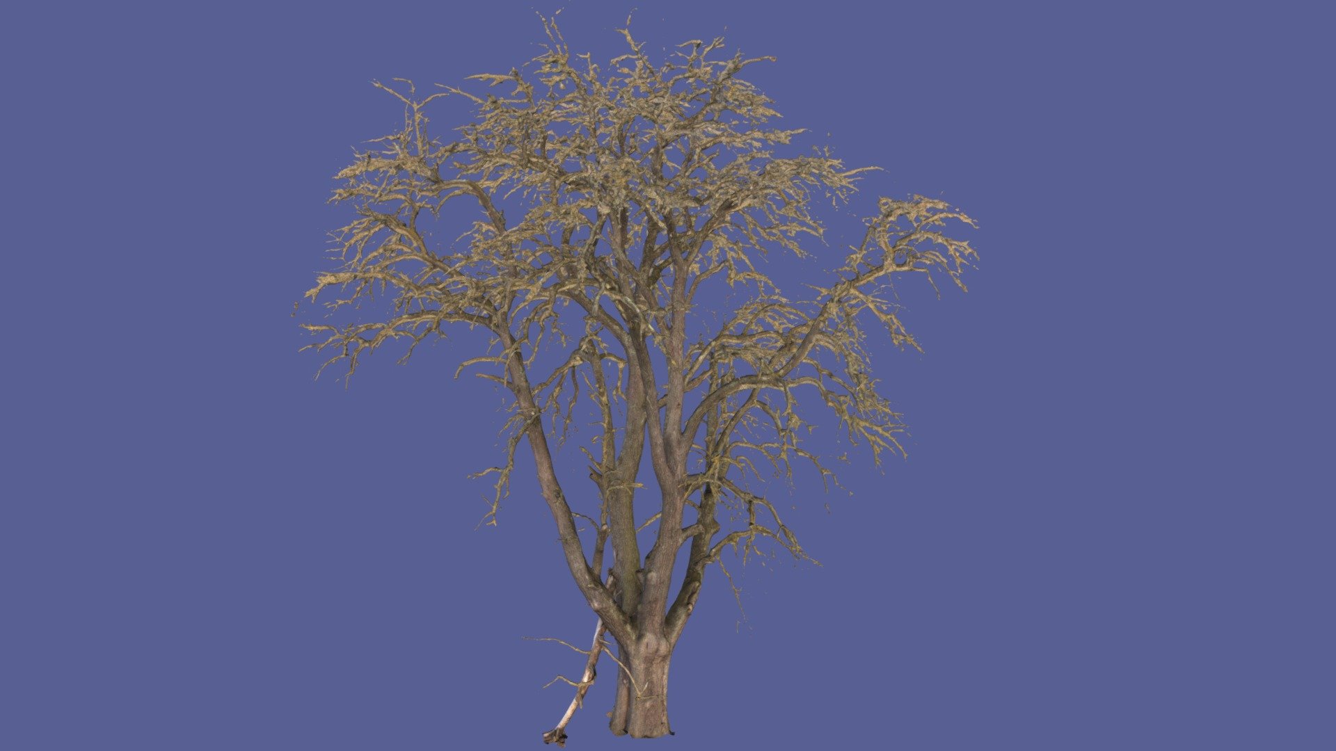 Old pear tree in winter. Photoscan out of 700 pictures.
