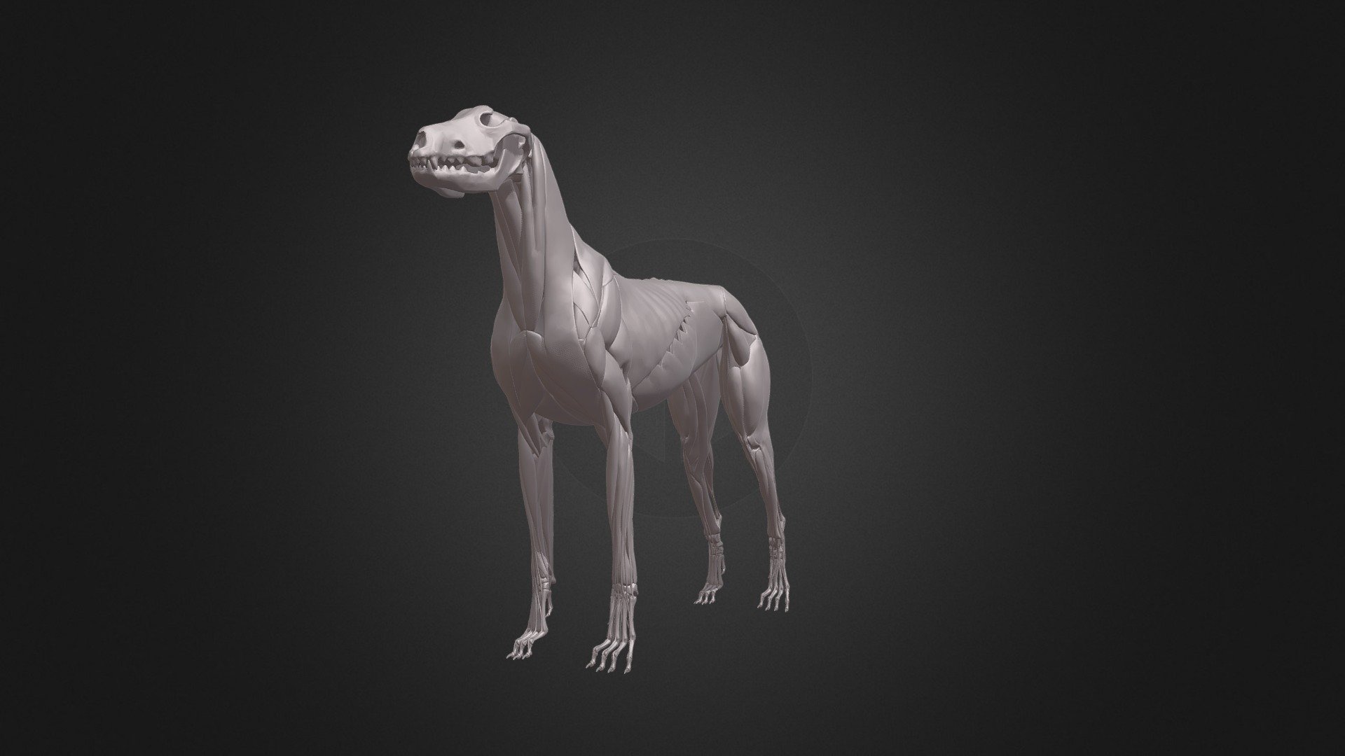 Animal Anatomy Study Decimated(300k) in Zbrush