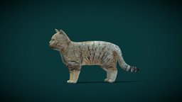 Sand Cat (Lowpoly) cat, cute, pet, animals, creatures, wild, mammal, america, zoo, nature, wildlife, game-asset, felis, felidae, margarita, animalia, lowpoly, wild-cat, nyilonelycompany, noai, blender-addon, anyimals, sand-cat, small-cat