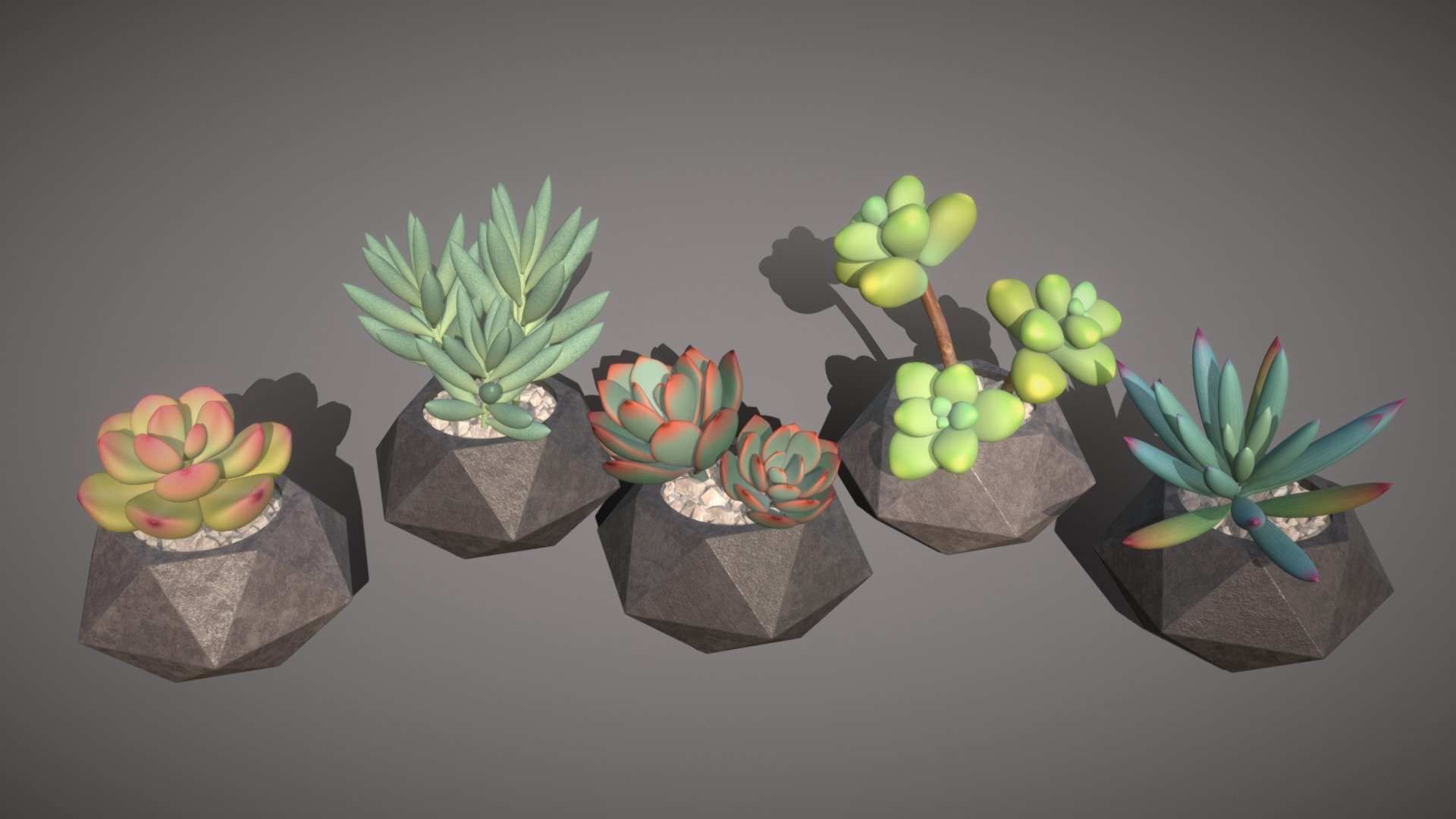 Detailed models of 5 house plants - succulents:
pink echeveria, silver senecio, blue echeveria, sedum and violet senecio.

Bright succulents in a trendy geometric pots will decorate any windowsill, desktop or shelf.
Recognizable plants will add realism to you game or 3D project)




Model info



consists of 114k triangles

uses detailed 1024*1024px textures

ready to use in formats blend and fbx


Thanks for watching^.^
If you have problems with the purchase you can find me by email tochechkavhoda@gmail.com on other services: cgtrader, booth, unity assetstore.

Have questions about the model? Mail me: tochechkavhoda@gmail.com