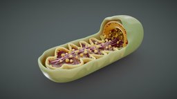 Mitochondria Cross Section Anatomy plant, cross, anatomy, biology, micro, section, cell, study, learning, obj, vr, ar, virus, membrane, fbx, education, dna, science, educational, plasma, eukaryote, chromosome, ribosome, mitochondria, histology, microscopic, nucleus, plasmid, eukaryotic, microbiology, mitochondrion, cross_section, nucleoid, education-teaching, blender, pbr, animal, medical, human, medical-education, nucleos, noai
