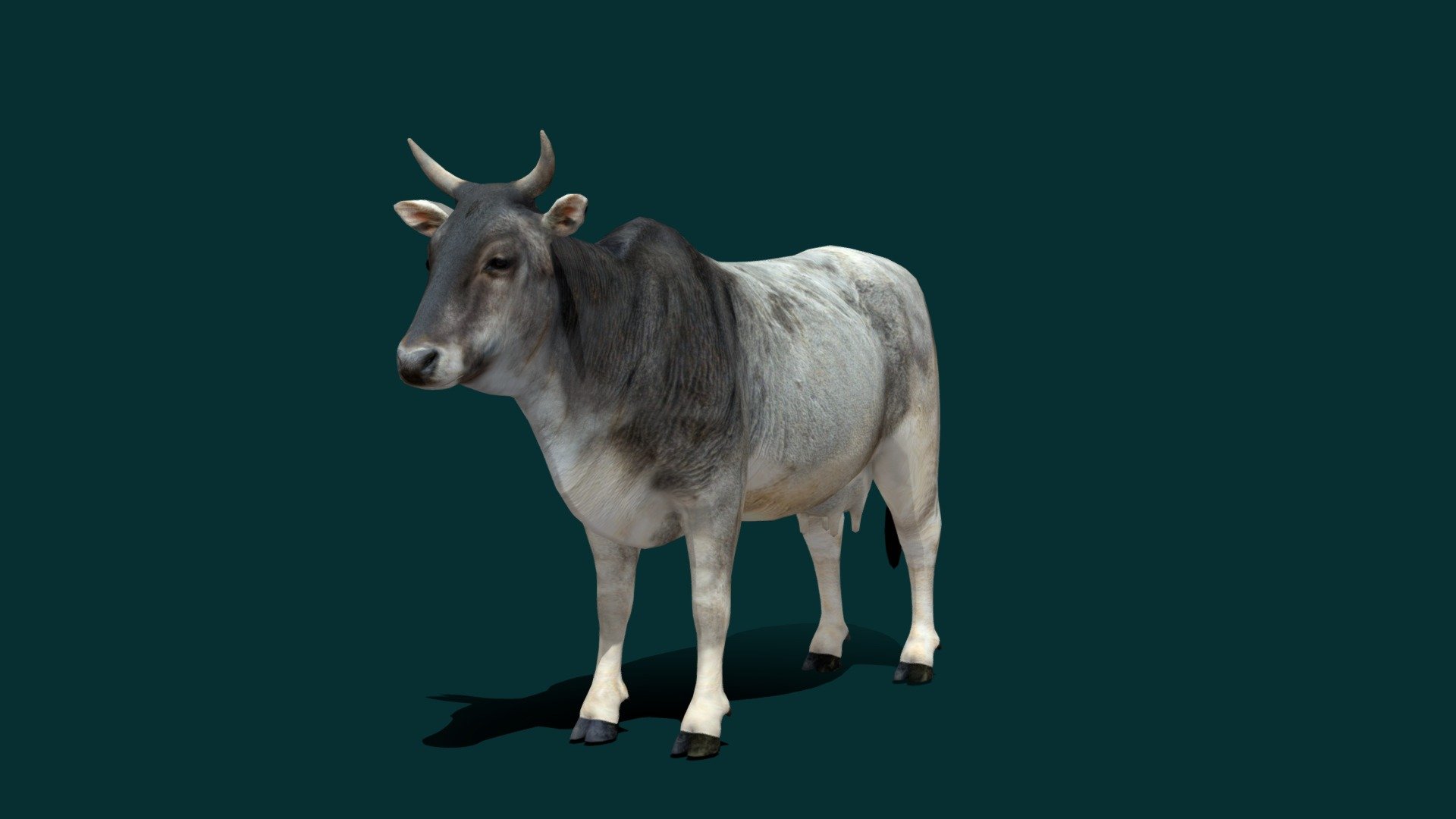 

Zebu Cattle  (Humped Cattle)  

Bos taurus indicus Asian Zebu Cattle Breed (Domestic Cow )

1 Draw Calls

GameReady 

13 Animations

4K PBR Textures Material

Unreal FBX

Unity FBX  

Blend File 

USDZ File (AR Ready). Real Scale Dimension

Textures Files

GLB File

Gltf File ( Spark AR, Lens Studio(SnapChat) , Effector(Tiktok) , Spline, Play Canvas ) Compatible



Triangles : 6484

Vertices  : 3261

Faces     : 3274 

Edges     : 6530
 Diffuse , Metallic, Roughness , Normal Map ,Specular Map,AO

The zebu, sometimes known in the plural as indicine cattle or humped cattle, is a species or subspecies of domestic cattle originating in South Asia. Zebu, like many Sanga cattle breeds, differs from taurine cattle by a fatty hump on their shoulders, a large dewlap, and sometimes drooping ears. Wikipedia
Scientific name: Bos taurus indicus
