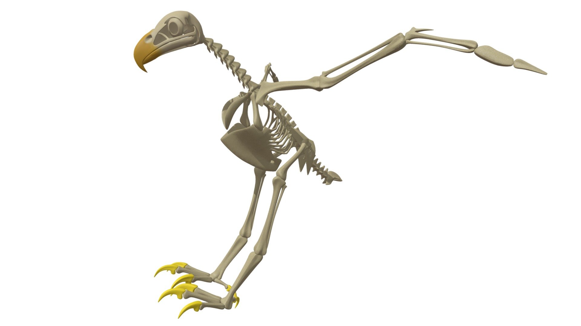 Detailed 3d model of bald eagle skeleton.