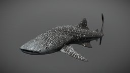Whale Shark shark, ocean, whale, whaleshark, game, blender