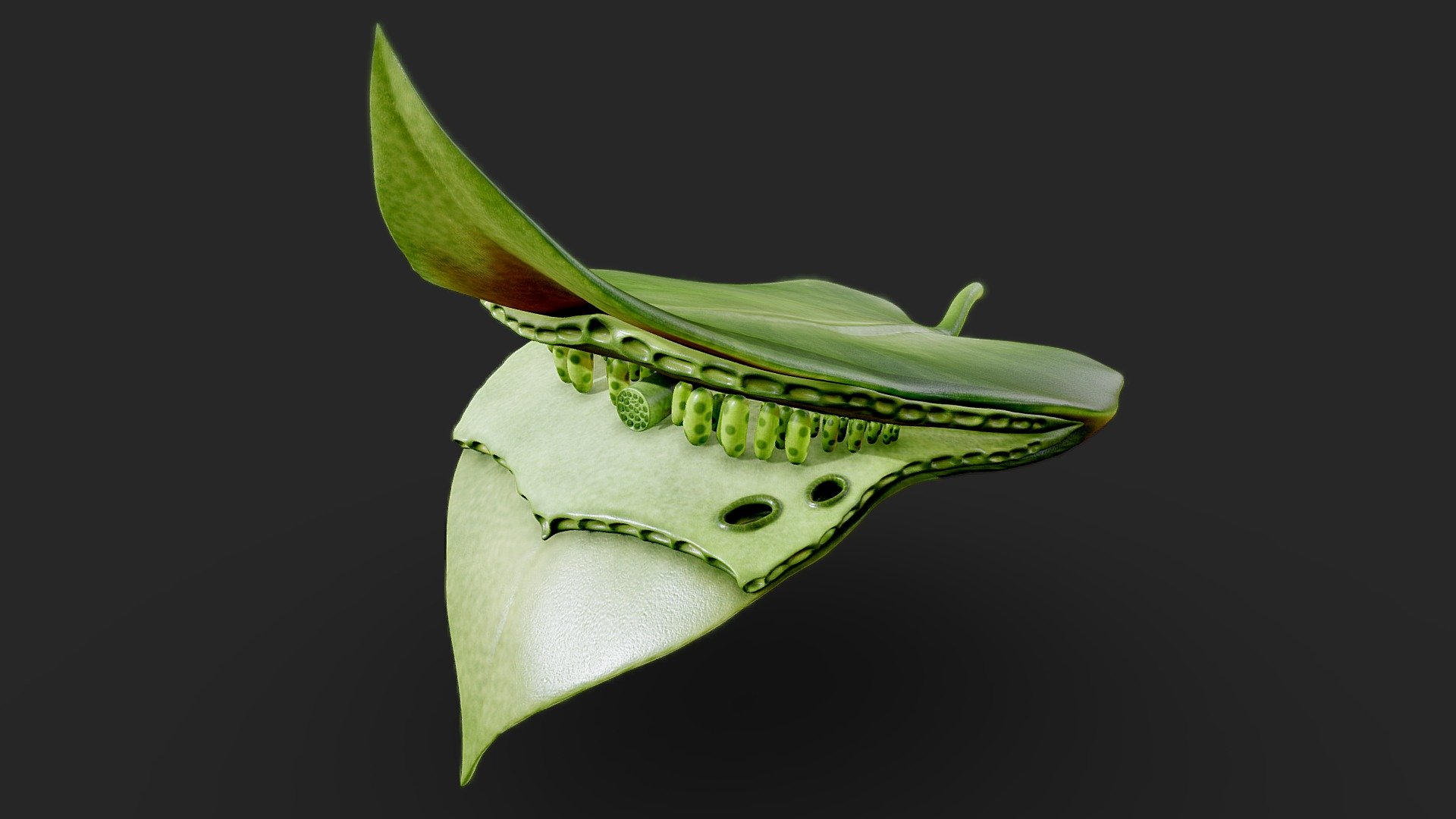Process Of Photosynthesis

Photosynthesis is a process used by plants and other organisms to convert light energy into chemical energy that, through cellular respiration, can later be released to fuel the organism's activities. Some of this chemical energy is stored in carbohydrate molecules, such as sugars and starches, which are synthesized from carbon dioxide and water




Format: FBX, OBJ, MTL, glb, glft, Blender v3.4.1

Optimized UVs (Non-Overlapping UVs)

Two separate formats for textures (4k) (PBR) ( Jpeg and Png)

Base Color (Albedo)

Normal Map

AO Map

Metallic Map

Roughness Map

Height Map

Render scene in Blender


