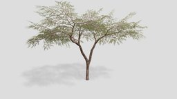 Acacia tree tree, free, treeit