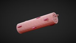 Skeletal Muscle Fiber Cross Section Anatomy cross, anatomy, biology, organic, micro, organism, section, cell, energy, muscle, muscles, study, learning, tissue, fbx, education, science, fiber, educational, smooth, skeletal, mitochondria, histology, microscopic, nucleus, cardiac, fibers, cross_section, sarcolemma, education-teaching, render, medical, human, noai, myofibril, skeletal_muscle