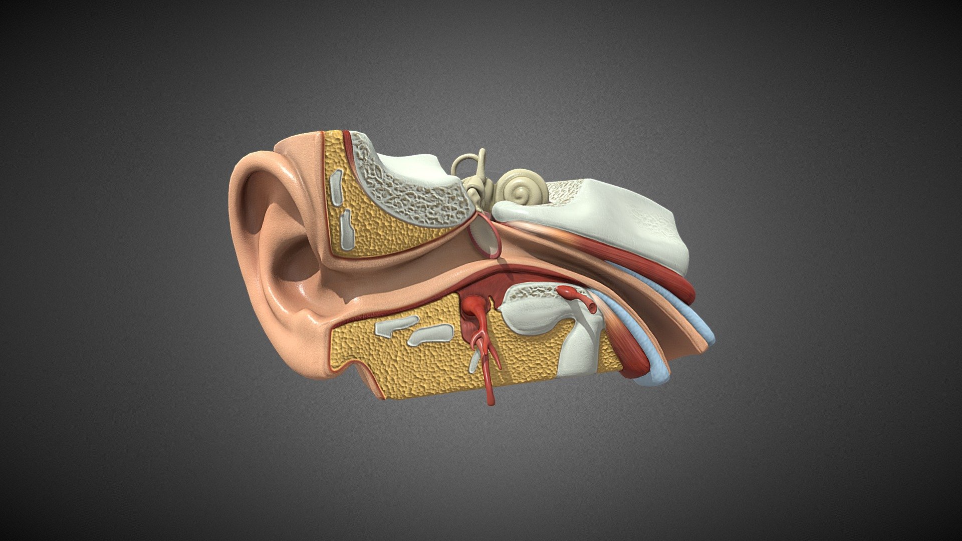 This model consists of Realistic looking Human Ear Anatomy with High quality textures. These models are optimized to be compatible with AR,VR, Games, and 3D animation purposes. 

For Unity3d (Built-in, URP, HDRP) Ready Assets visit our Unity Asset Store Page

Enjoy and please rate the asset!

Contact us on for AR/VR related queries and development support

Gmail - designer@devdensolutions.com

Website

Twitter

Instagram

Facebook

Linkedin

Youtube