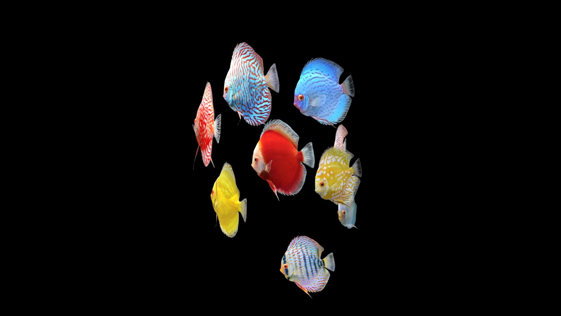 
Before purchasing this model, you can free download Emperor Angelfish and try to import it. 



The realistic model of Discus fish. 

This animation has a loop 2335 frames (1min 18 sec). These fish were created in Maya. Each fish has 3 type of textures (albedo, metallic, normal).



The pack includes 9 animated Discus fish



1 Discus Albino Millennium Gold

2 Discus Albino Snakeskin

3 Discus Brilliant Turquoise

4 Discus Checkerboard Pigeon

5 Discus Heckel Cross

6 Discus Leopard Red Spotted

7 Discus Red Passion

8 Discus Red Map Checkerboard

9 Discus Yellow Marlboro



Dear Blender Users If you have any problems importing into a Blender, please email me, this problem is solved.