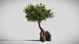 Tree On Rock tree, tropical, jungle, stone, rock
