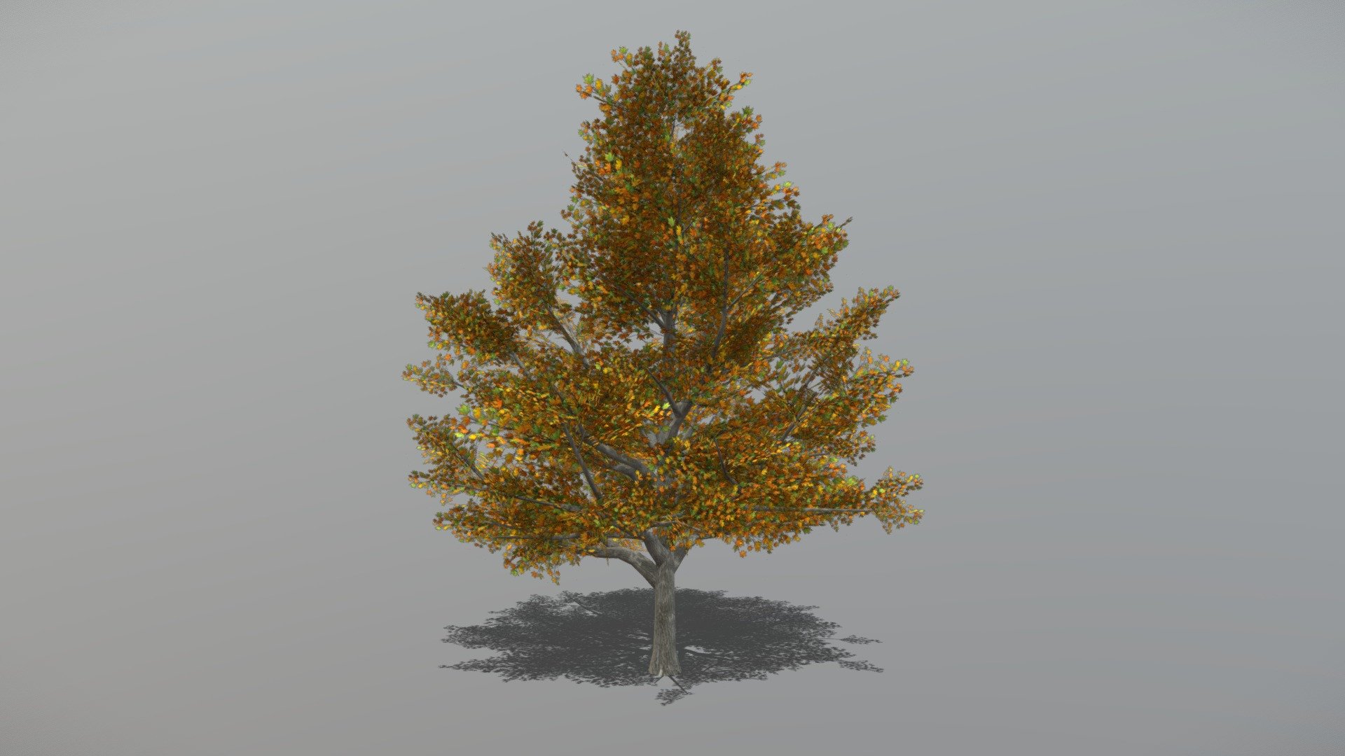 Animated Maple tree + FBX LOD Model

• LOD0 = 4,345 Tris

• LOD1 = 2,171 Tris

• LOD2 = 1,592 Tris
