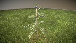 A small plum tree 2m - in the summer season tree, baum, game-ready, plum, sommer, pflaumenbaum, pflaume, plumtree, lowpoly