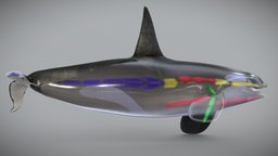 CG Skeleton of the Killer whale skeleton, cg, rigging, dolphin, bone, killer, whale, whales, animation