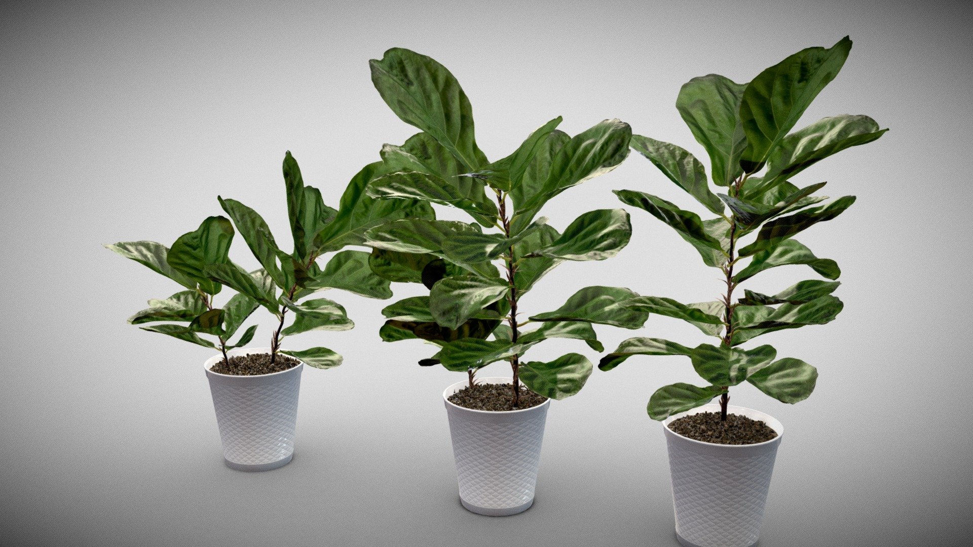 Fiddle leaf fig plants (5 plants) in 3 nice pots with a geometric accent.

The leaf was 3d scanned, baked to a clean mesh, and variations created. 

These plants have become popular as decor for home and office.

Large leaves witha unique shape make this variety beautiful.

TIF with alpha included
Normal map for leaf included, detailed stems and soil.

Perfect for any scene.

Download it for Personal and commercial use
