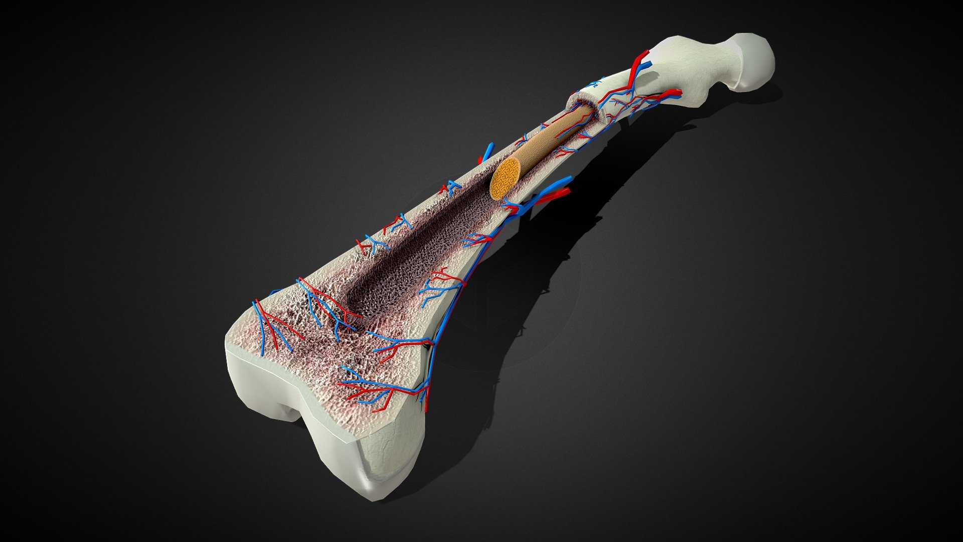 3D Bone Anatomy





No errors or missing files

High-quality polygonal model

No N-GONS Faces

This model is created in polygon quad &amp; tri with good edge flow, So you can edit and change it according to your requirements.

Objects are grouped and named

The scene is well arranged (proper layer and group)

Objects, materials, and textures are named.



Poly Details:




Units in all formats: centimeters

Polygon: Quad and Tri (Subdivision-ready)

Polys counts: 5636

Vertices counts: 5743



Formats:




3Ds Max 2014 _V-Ray

3Ds Max 2014 _Scanline

Maya 2016_V-Ray

Cinema 4D R20 _Standard

FBX_with Textures

OBJ

3Ds



Textures:





Diffuse-Base-Normal-Specular-Reflection-Metallic-AO-Glossines-Roughness




BoneAnatomy_mtl (9.PNG Files) _4096x4096



U can find this model for sale on Turbosquid by searching for “3d 1767779”( that’s the closest I can get to giving a link without breaking sketchfab’s ToS)