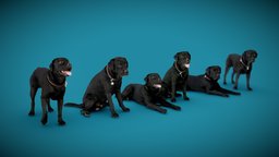 DOGs Six Pack A Labrador anatomy, archviz, dog, exterior, animals, photorealistic, pack, dogs, labrador, low-poly-model, offering, 3dprint, photogrammetry, 3dscan, animal, interior, offer-price
