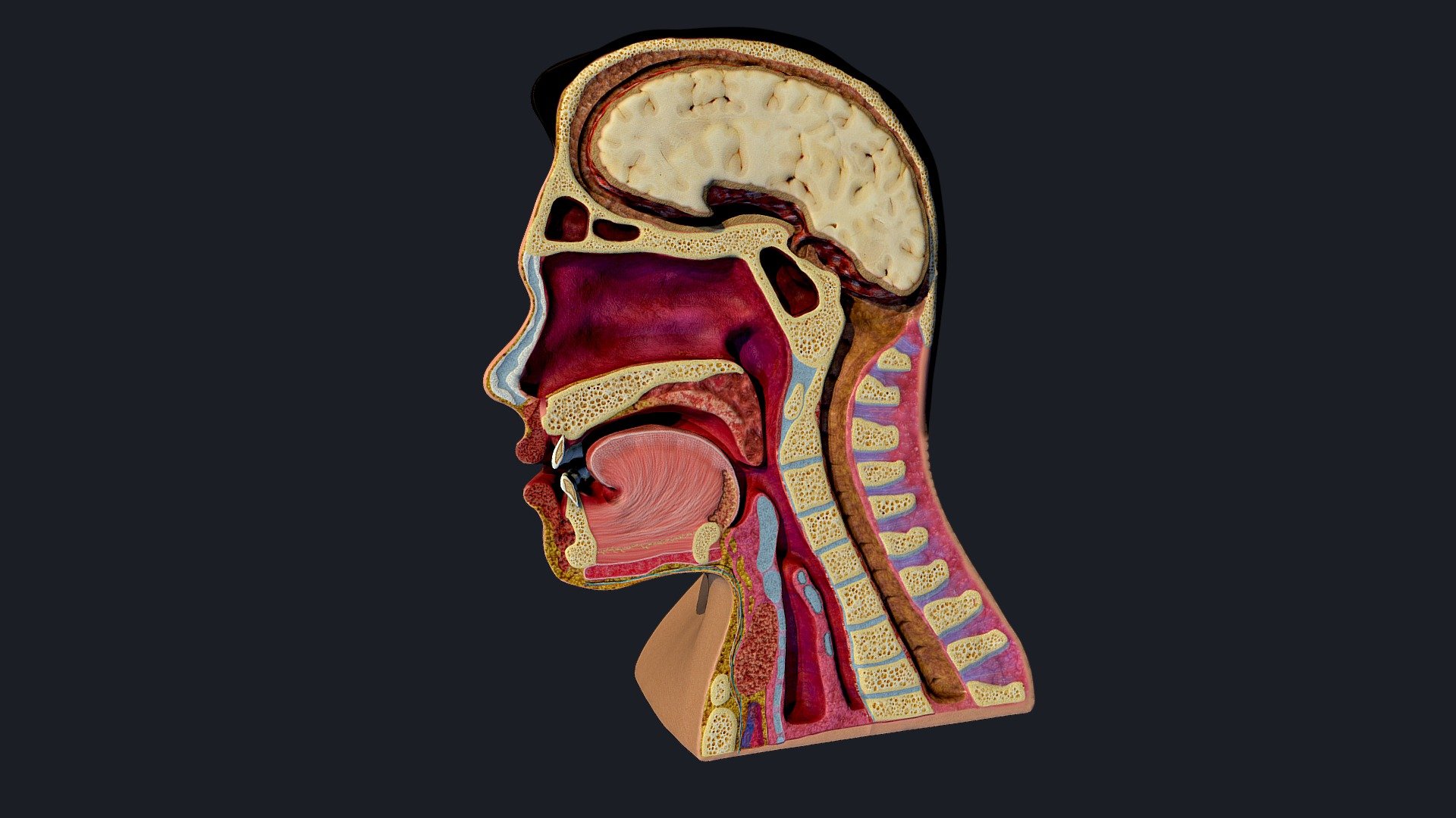 This is a model with a vertical dissection, of the pharynx, the nasal part, and in general a vertical dissection of the head focused on the respiratory part and the nasal part of the pharynx.
It includes two textures at a resolution of 4096x4096
colormap texture and normalmap texture.