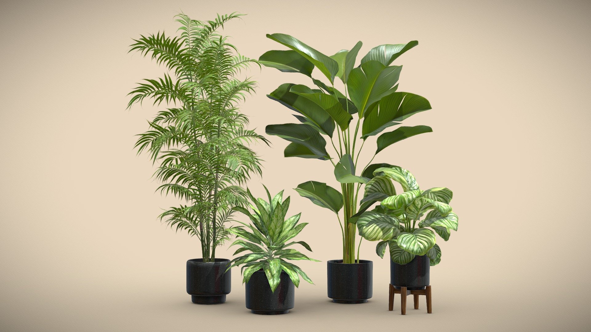 Indoor Plants Pack 54

This selection of indoor exotic plants will provide a level of detail that will take your visualizations to the next level.

Models can be subdivided for more definition.




Calathea Lutea

Calathea Orbifolia

Aglaonema

Chamaedorea Seifrizii

4k Textures




Vertices  160 138

Polygons  118 527

Triangles 236 841
