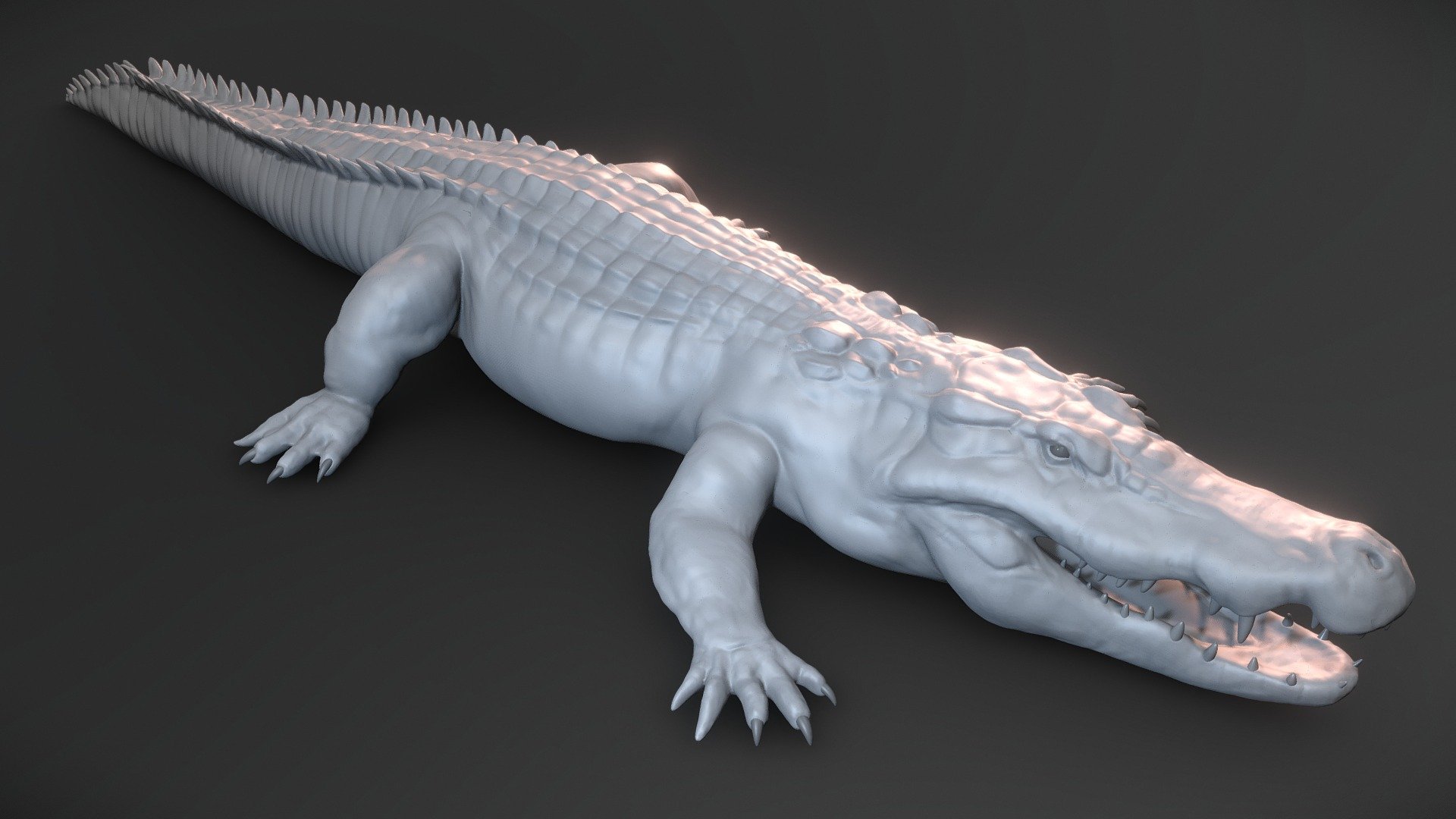 Need a crocodile model for your project? 

Save yourself a ton of time and hit the ground running with this crocodile basemesh, ready for further detailing and refinement. 

The model has correct scale, is symmetrical and centered properly in the scene. Zbrush file also includes predefined polygroups which can be useful for detailing and zremeshing (use Zremesher-option &lsquo;KeepGroups' and remeshing will maintain polygroup borders).

Please note: This is not a finished model, but rather a sculpted basemesh where the primary and secondary sculpting is done, saving you multiple work hours. The final detailing, retopology, uvs and texturing is up to you, depending on the needs and requirements of your project.