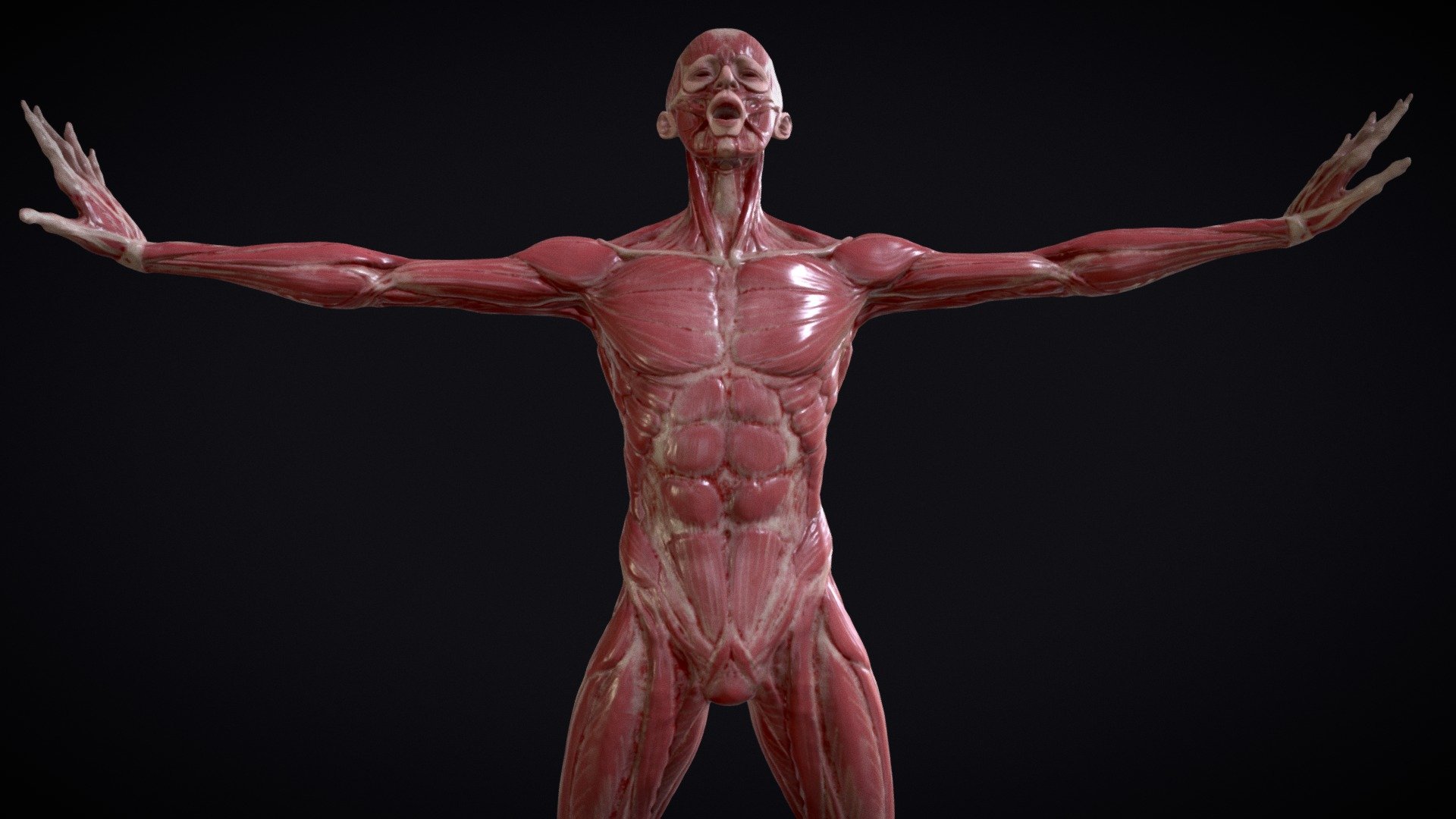 General anatomy study of muscles and tendoms. 
This reference hace been made as a reference for artistic studies. 

The Character have been sculpted in blender, and textured in substance painter. 
The current model is a decimated mesh to reduce the polycount, the original mesh it's clean and made with a clean and full quad topology.