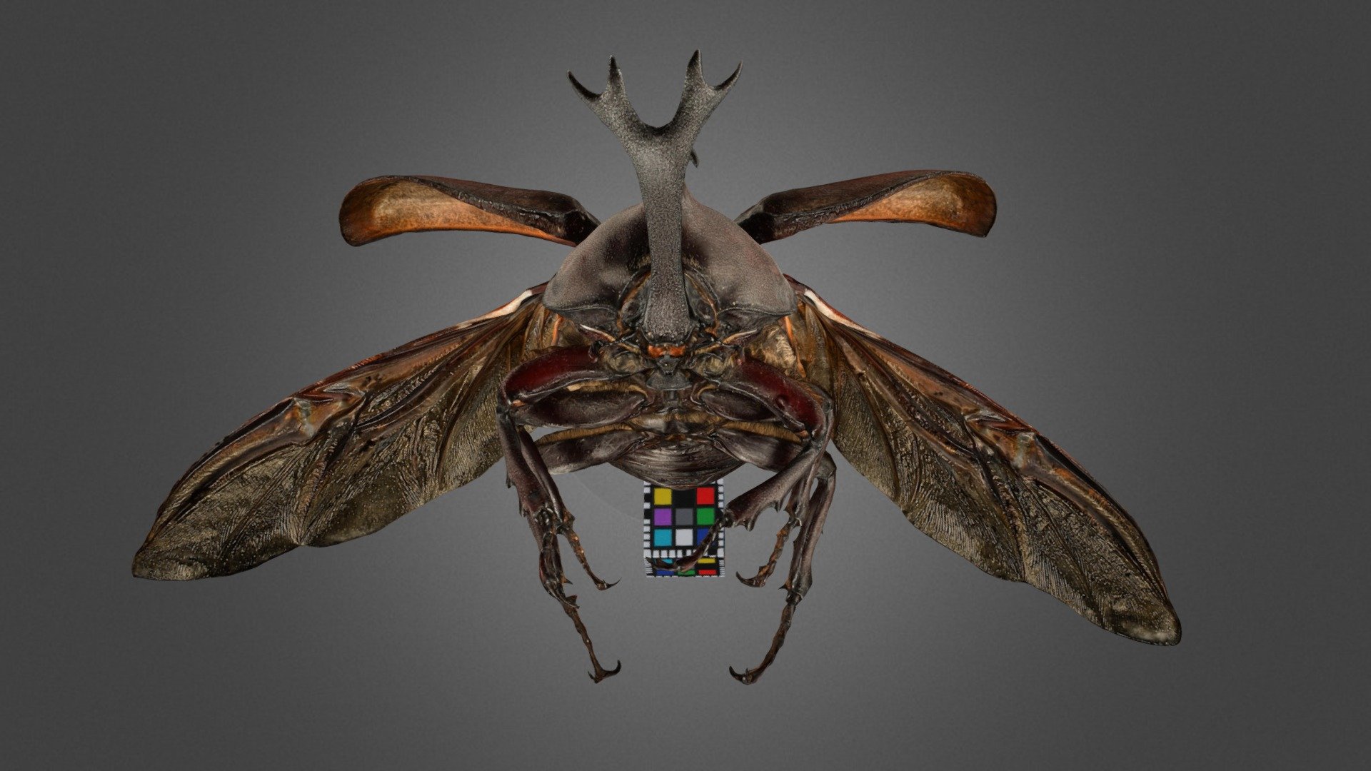 License: CC0

全長78mmの大型個体. 翅が不透明のモデル. Wings not transparent. 

Animalia 動物界

　Arthropoda 節足動物門

　　Insecta 昆虫綱

　　　Coleoptera 甲虫目・コウチュウ目

　　　　Scarabaeidae コガネムシ科

　　　　　Trypoxylus カブトムシ属

　　　　　　Trypoxylus dichotomus カブトムシ