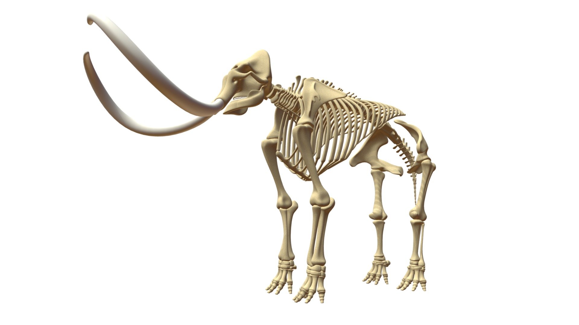 High quality 3D model of mammoth skeleton.