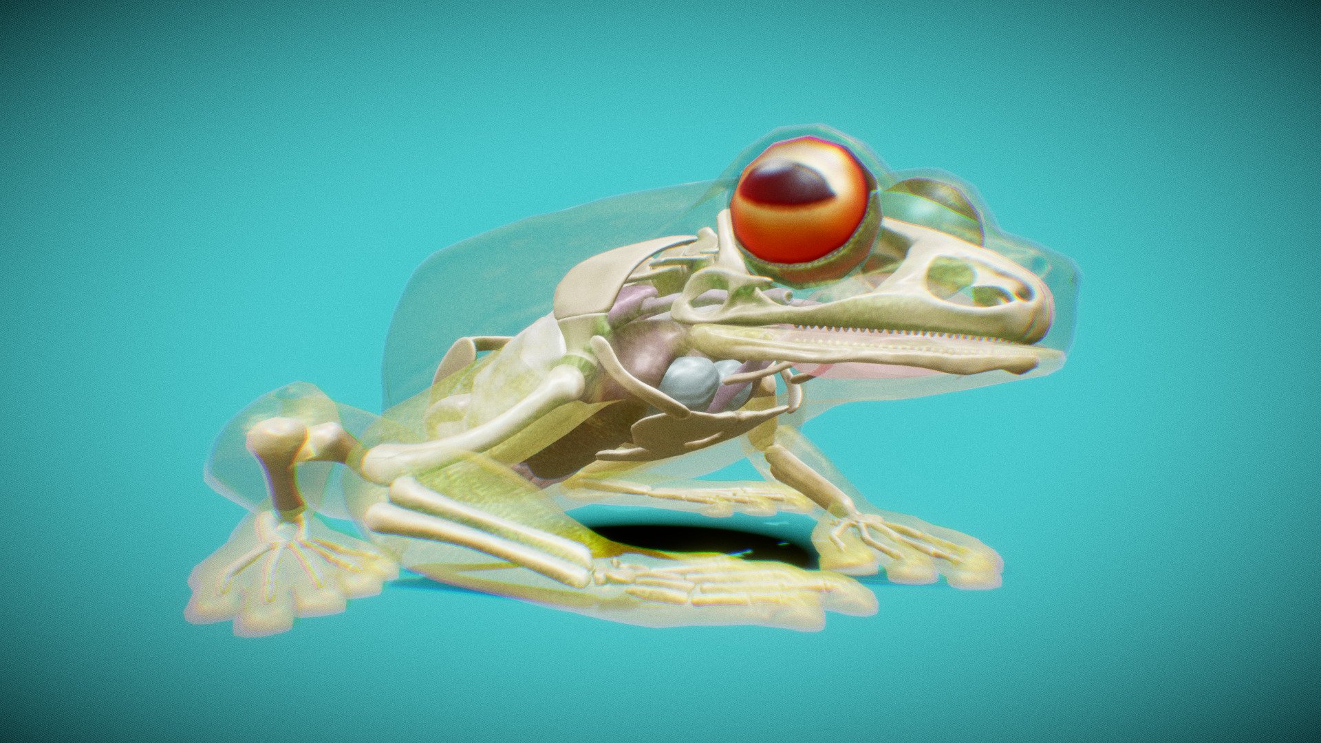 Ranoidea chloris - Red-eyed tree frog. Model showcasing internal anatomy of a frog including internal organs and skeletal apparatus. Model made for Alter Learning International Platform.