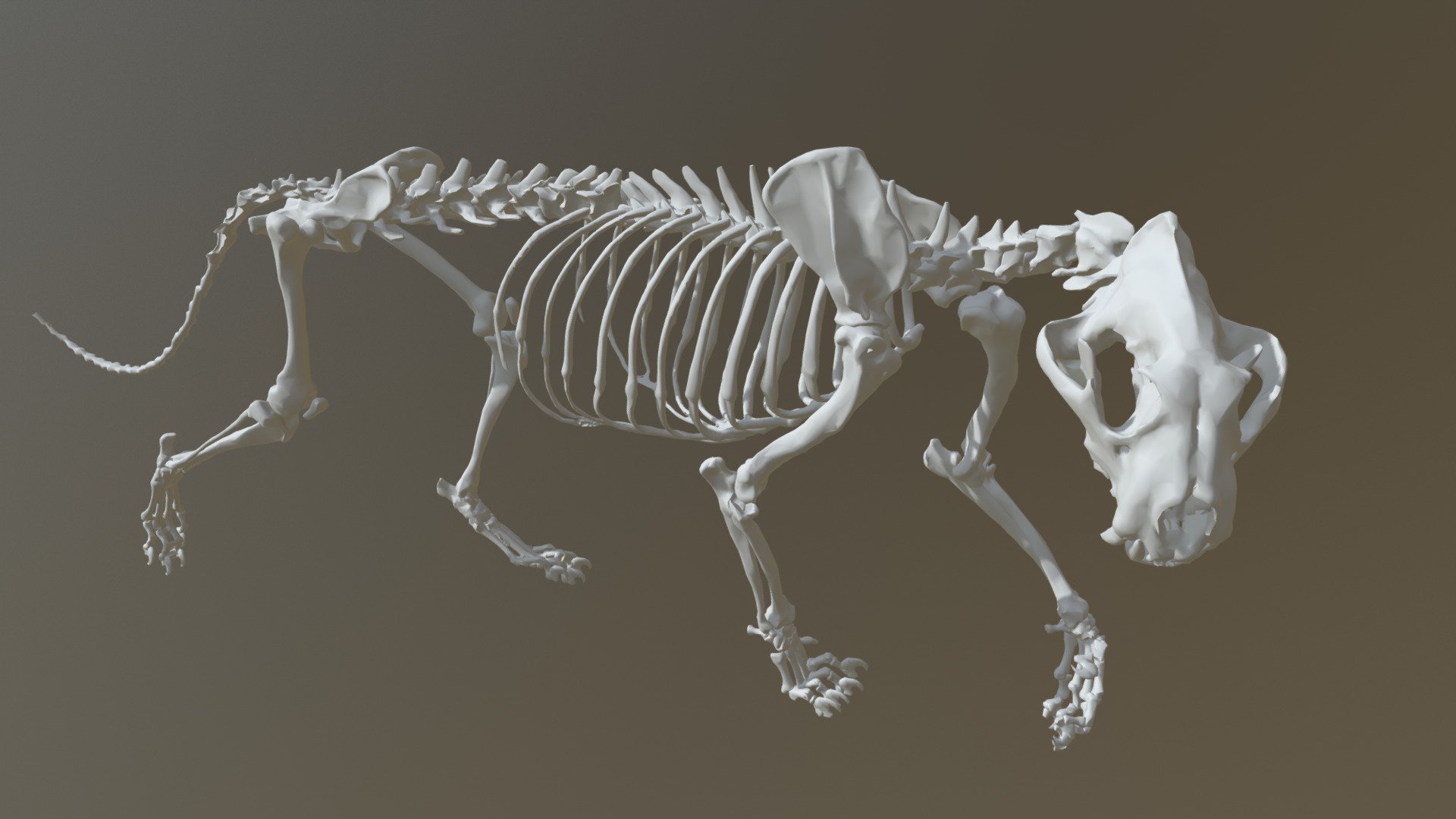The Sumatran Tiger subspecies is critically endangered with as few as 400  living in the island of Sumatra, Indonesia.
3d modeling based on the University of Georgia College video on youtube and various drawings and photos.