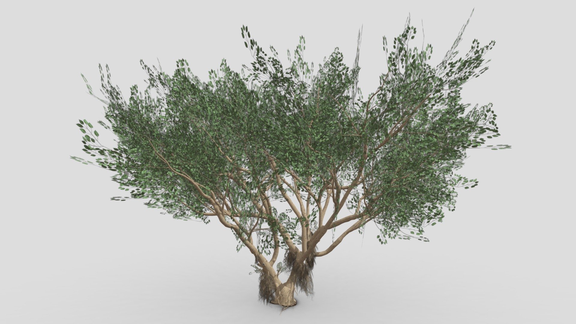 I try to work on Ficus Benjamina Tree to use this in your project. this is a low poly 3D model. Tree info: Ficus Benjamina, commonly known as weeping fig, benjamin fig, or ficus tree, and often sold in stores as just ficus, is a species of flowering plant in the family Moraceae, native to Asia and Australia. It is the official tree of Bangkok.