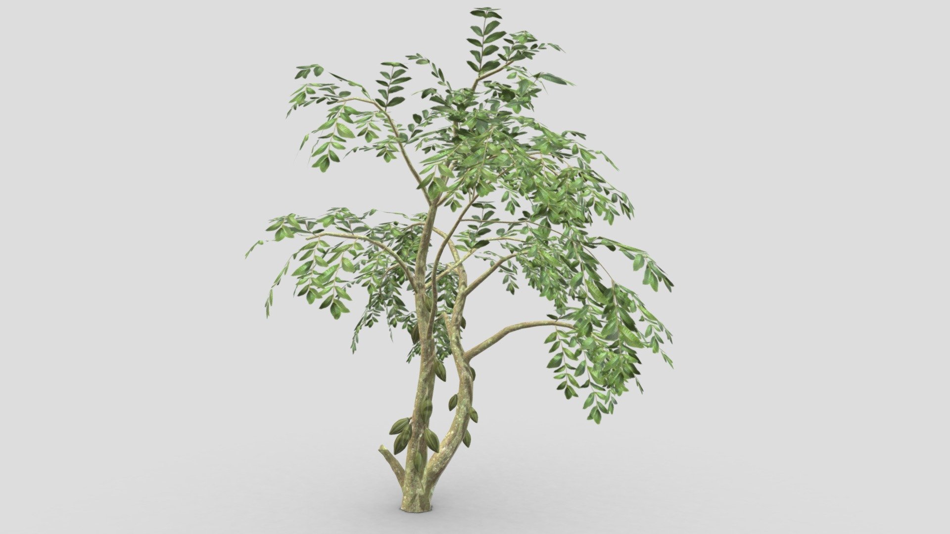 This is a 3D low poly model of a Cacao tree that you can use in your projects.

Info:

Theobroma cacao is a small evergreen tree in the family Malvaceae. Its seeds, cocoa beans, are used to make chocolate liquor, cocoa solids, cocoa butter, and chocolate. Native to the tropics of the Americas, the largest producer of cocoa beans in 2018 was Ivory Coast, at 2.2 million tons.