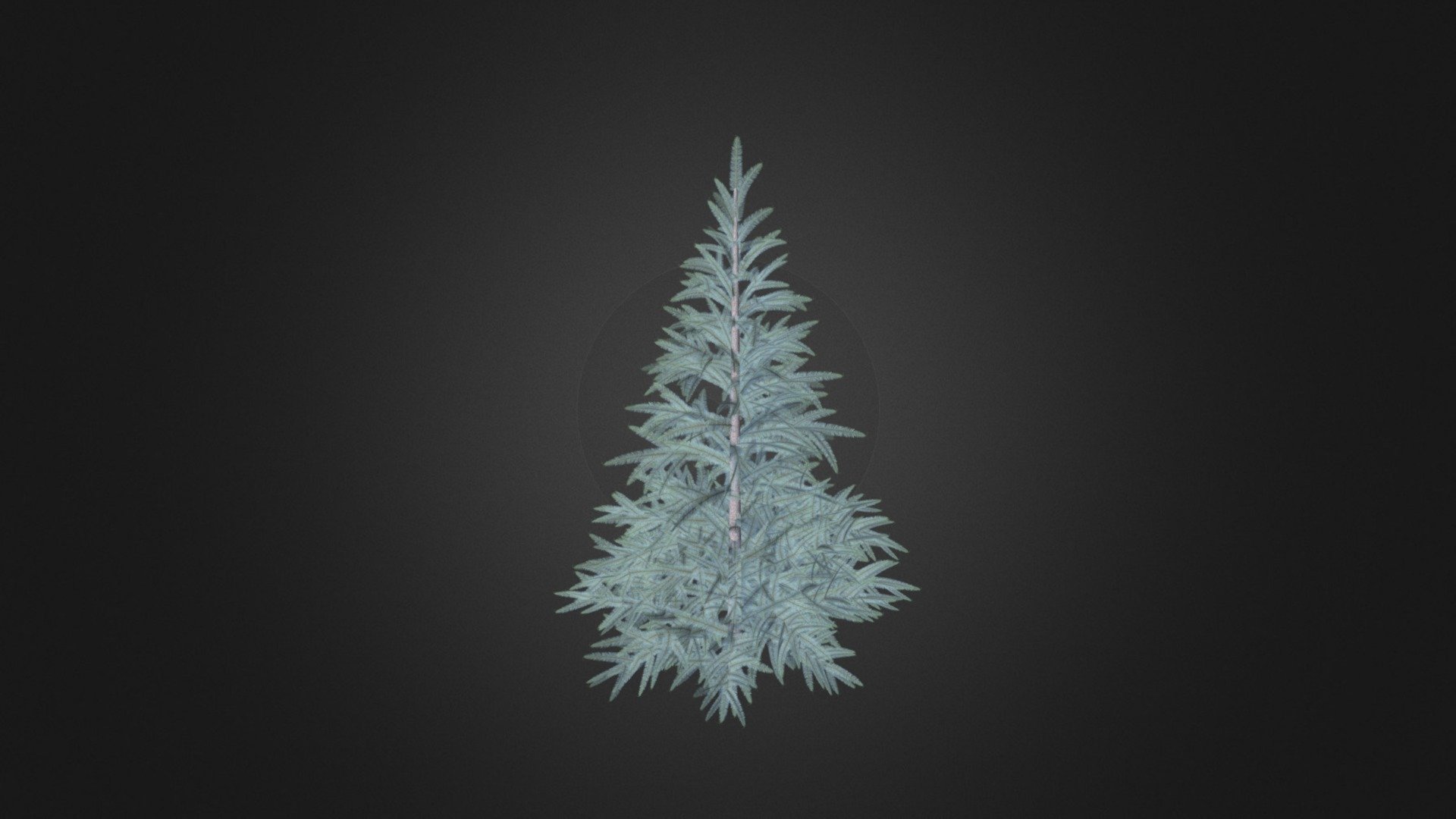 Spruce Tree 3D Model 1.5m