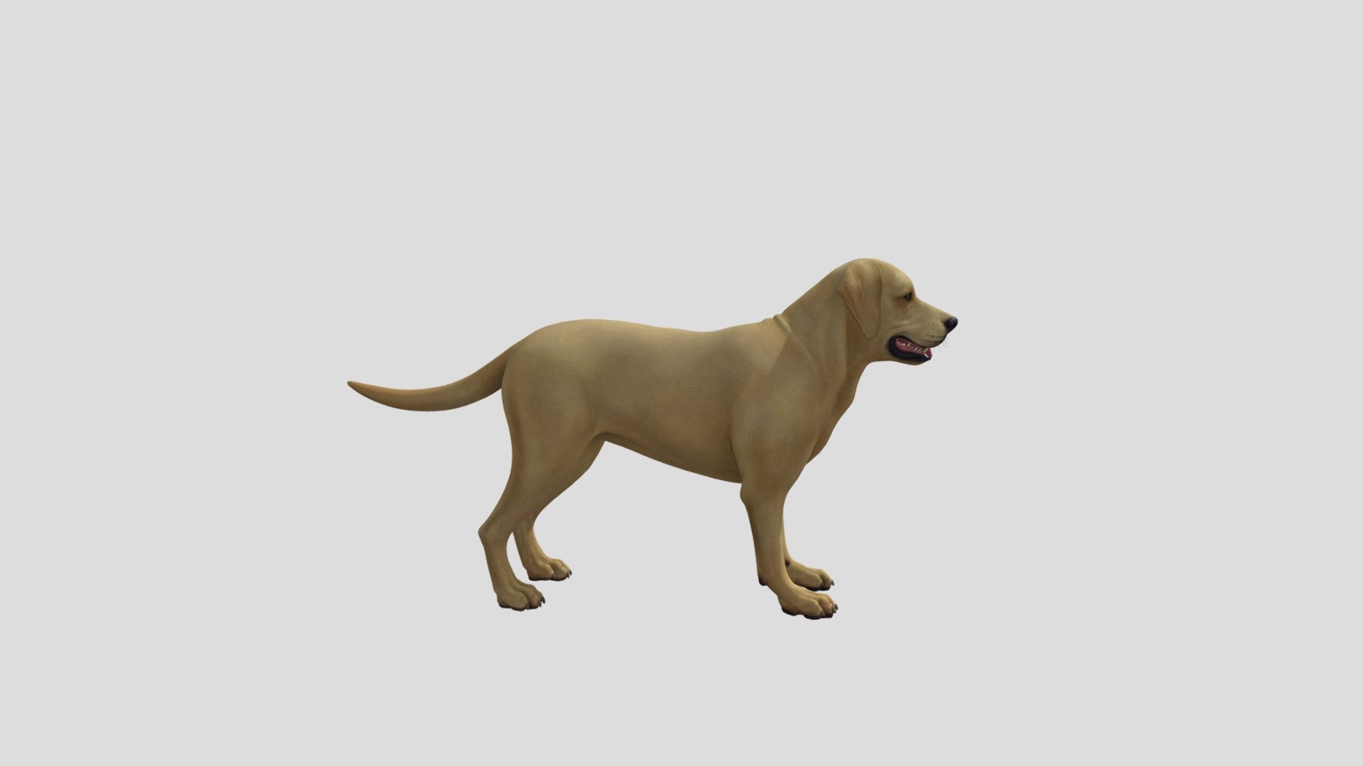 animal
dog