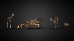 Late Cretaceous Fossils japan, triceratops, museum, fossil, paleontology, cretaceous, fukushima, tyrannosaurus, tyrannosaurus-rex, albertosaurus, parasaurolophus, lambeosaurus, iwaki, realitycapture, photogrammetry, scan, usa