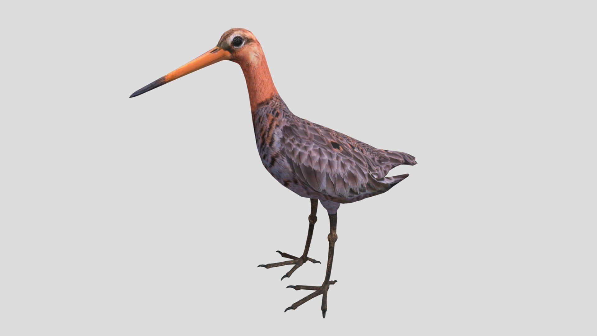 Digital 3d model of Black-tailed Godwit.

The product includes:

-The model is one single object




All textures and materials are mapped in every format.

-Textures JPEG- color,normal and roughness maps

-Texture size 2048 x 2048 pxls.





No special plugin needed to open scene.




Model does not include any backgrounds or scenes used in preview images.


