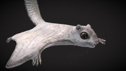 Siberian_flying_squrrel pet, squirrel, fauna, animal, naturephotography, naturalbeauty, siberianflyingsquirrel, borealforestlife, rodentadventures, wildlifewonder