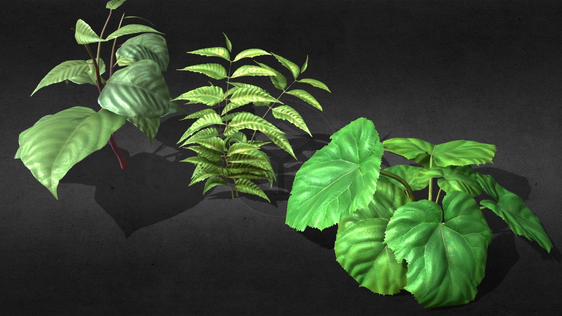Wild plants - skinned, animable. Subdiv model. It has complex bones, please see the bones view.