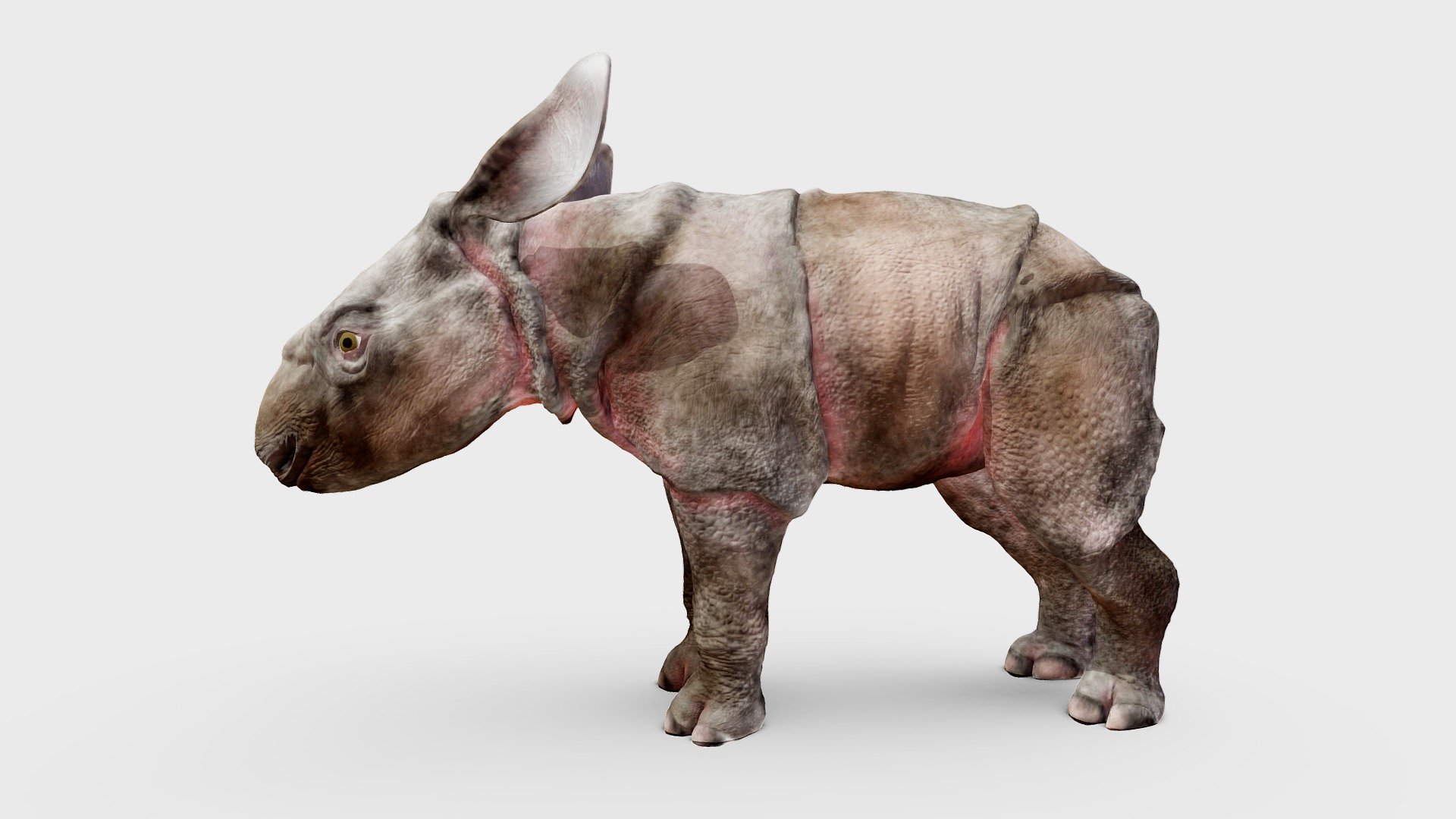 This is a Javan rhinoceros calf. These are very rare animals, there are only 40 to 60 individuals left worldwide. Making a calf model proved to be hard because there are almost no images available of this species, let alone images of the calves. They are closely related to the Indian rhino and often the images you see on internet are of that species instead of the Javan.
