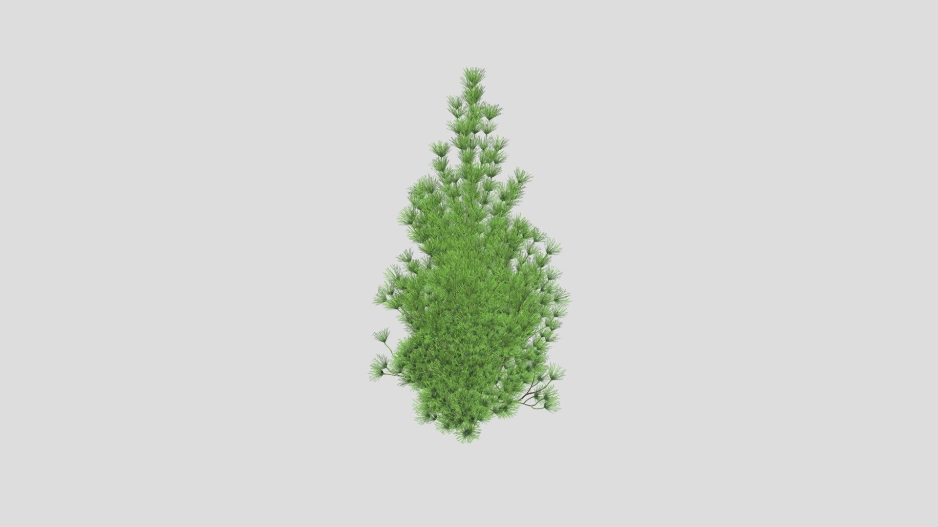 Highly detailed 3d model of tree with all textures, shaders and materials. This 3d model is ready to use, just put it into your scene.